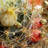 Mammillaria _prolifera _ssp.prolifera 'haitiensis' _11